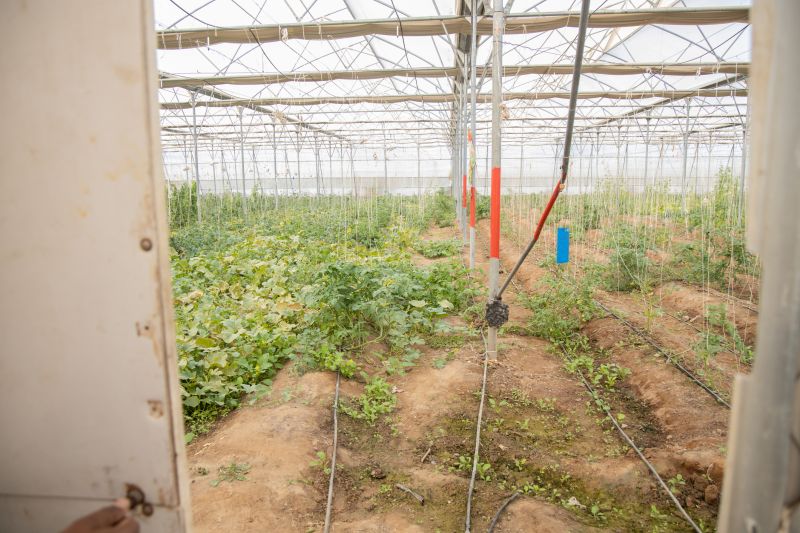 Finished Greenhouse Interior